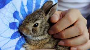 Всичко, което трябва да знаете за ваксинацията за зайци